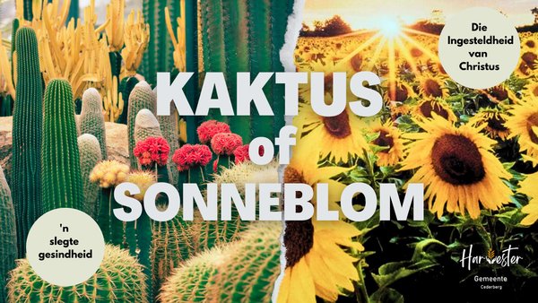 Kaktus of Sonneblom